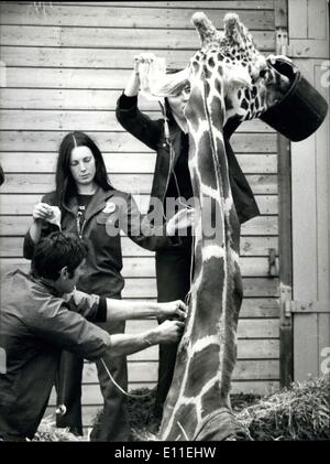 Sept. 20, 1977 - Victor die Giraffe für die Liebe stirbt: Victor, die Amercus-Giraffe von Marwell zoological Park in der Nähe von Winchester, verliebte sich in vergangenen Donnerstag und konnte nicht wieder aufstehen. Er verbrachte die Nacht mit drei Dame Giraffen und stürzte in den Spagat. Feuerwehrleute wurden gerufen, um versuchen, ihn wieder auf seine Füße aber alle Versuche fehlgeschlagen. Er hatte dosiert, mit Drogen, um seine Stärke mithalten und gestern ein Frame wurde gebaut, um ihn für ein verzweifelter Versuch, ihn hissen Stockfoto