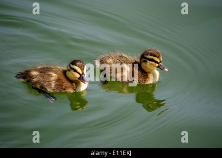 Baby-Enten auf dem Teich. Stockfoto