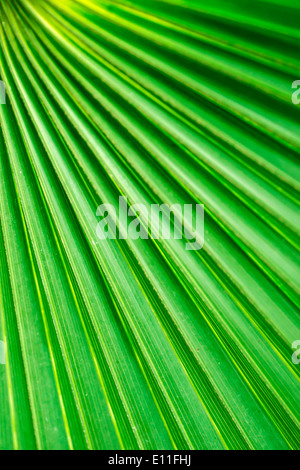 Abstrakte tropischer Palmen Pflanze Baum Fan Stockfoto