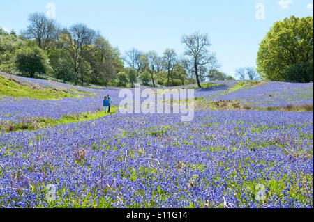 Llandrindod Wells, Powys, UK. 21. Mai 2014. Wanderer durchqueren eine große Fläche von Glockenblumen, an einem schönen Sommermorgen. Glockenblumen sind fruchtbar in Wales in diesem Jahr und blühenden später als die meisten anderen Teilen Großbritanniens. Bildnachweis: Graham M. Lawrence/Alamy Live-Nachrichten. Stockfoto