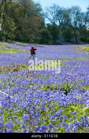 Llandrindod Wells, Powys, UK. 21. Mai 2014. Wanderer durchqueren eine große Fläche von Glockenblumen, an einem schönen Sommermorgen. Glockenblumen sind fruchtbar in Wales in diesem Jahr und blühenden später als die meisten anderen Teilen Großbritanniens. Bildnachweis: Graham M. Lawrence/Alamy Live-Nachrichten. Stockfoto