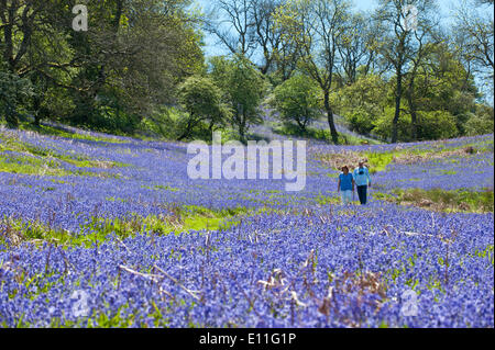 Llandrindod Wells, Powys, UK. 21. Mai 2014. Wanderer durchqueren eine große Fläche von Glockenblumen, an einem schönen Sommermorgen. Glockenblumen sind fruchtbar in Wales in diesem Jahr und blühenden später als die meisten anderen Teilen Großbritanniens. Bildnachweis: Graham M. Lawrence/Alamy Live-Nachrichten. Stockfoto