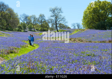 Llandrindod Wells, Powys, UK. 21. Mai 2014. Wanderer durchqueren eine große Fläche von Glockenblumen, an einem schönen Sommermorgen. Glockenblumen sind fruchtbar in Wales in diesem Jahr und blühenden später als die meisten anderen Teilen Großbritanniens. Bildnachweis: Graham M. Lawrence/Alamy Live-Nachrichten. Stockfoto