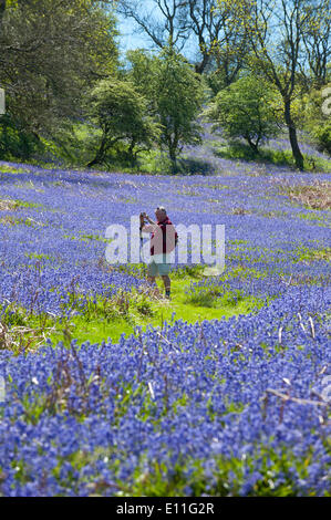 Llandrindod Wells, Powys, UK. 21. Mai 2014. Wanderer durchqueren eine große Fläche von Glockenblumen, an einem schönen Sommermorgen. Glockenblumen sind fruchtbar in Wales in diesem Jahr und blühenden später als die meisten anderen Teilen Großbritanniens. Bildnachweis: Graham M. Lawrence/Alamy Live-Nachrichten. Stockfoto