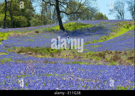 Llandrindod Wells, Powys, UK. 21. Mai 2014. Wanderer durchqueren eine große Fläche von Glockenblumen, an einem schönen Sommermorgen. Glockenblumen sind fruchtbar in Wales in diesem Jahr und blühenden später als die meisten anderen Teilen Großbritanniens. Bildnachweis: Graham M. Lawrence/Alamy Live-Nachrichten. Stockfoto