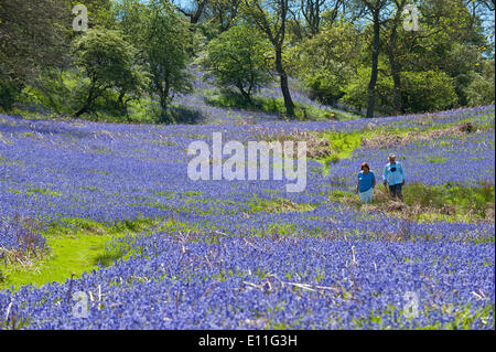 Llandrindod Wells, Powys, UK. 21. Mai 2014. Wanderer durchqueren eine große Fläche von Glockenblumen, an einem schönen Sommermorgen. Glockenblumen sind fruchtbar in Wales in diesem Jahr und blühenden später als die meisten anderen Teilen Großbritanniens. Bildnachweis: Graham M. Lawrence/Alamy Live-Nachrichten. Stockfoto