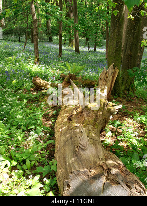 Umgestürzter Baum in einem Waldgebiet mit Glockenblumen und Bärlauch, Cornwall, UK Stockfoto