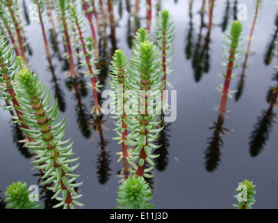 Schachtelhalm oder Equisetum spp. Stockfoto