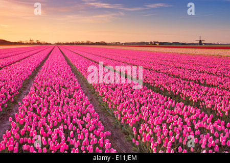 Farbenfrohe Tulpenfelder in Holland bei Sonnenaufgang Stockfoto