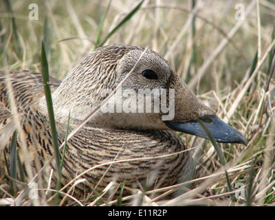 Weibliche Spectacled Eider-Nahaufnahme Stockfoto