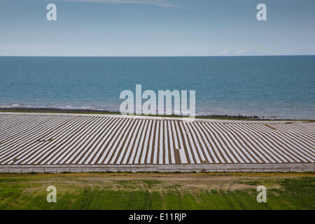 Ceredigion, Wales, UK. 21. Mai 2014.   Ein Tag voller Sonnenschein und klare Sicht kilometerweit in alle Richtungen. Pflanzen wachsen unter Plastikplanen an einer Universität-Farm in der Nähe von Aberystwyth Credit: atgof.co/Alamy Live News Stockfoto