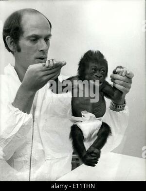 21. März 1980 - Kaiserschnitt Geburt für Baby Gorilla: ein Baby Gorilla per Kaiserschnitt in Bristol Zoo geboren wurde und seine Hüter hat geschlafen neben dem Inkubator seit seiner Geburt am 6. März für den Fall, dass er Aufmerksamkeit braucht. Der Vorgang wurde erfolgreich durchgeführt, nur einmal vor, in Los Angeles, Diana, die Mutter geht es gut. Das Baby Gorilla mit Wärter im Zoo von Bristol. Stockfoto