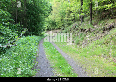 Grüner Waldweg Stockfoto