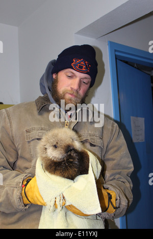 Dieses Foto zeigt einen Otter-Welpen in den Alaska Peninsula/Becharof National Wildlife Refuges, Teil eines laufenden Rettungs- und Rehabilitationsprogramms zur Erhaltung der Seeotterpopulation Alaskas. Stockfoto