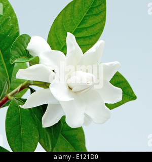 White Gardenia Blume oder Cape Jasmin (Gardenia Jasminoides), isoliert auf einem blauen Hintergrund Stockfoto