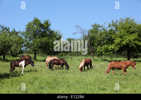 Pferde auf der Wiese Stockfoto