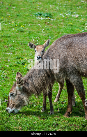 Wasserbock (Kobus Ellipsiprymnus) weibliche mit Kalb, in Afrika südlich der Sahara heimisch Stockfoto