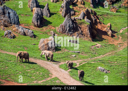 Gehäuse mit Herde von afrikanischen Elefanten (Loxodonta Africana) am Cabarceno Naturpark, Penagos, Kantabrien, Spanien Stockfoto