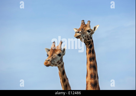 Männliche und weibliche Giraffen (Giraffa Plancius), Großaufnahme der Köpfe gegen blauen Himmel Stockfoto