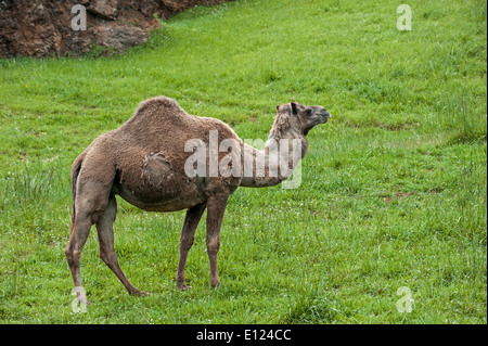 Mauser Dromedar / arabischen Kamel / indische Kamel (Camelus Dromedarius) im Frühjahr Stockfoto