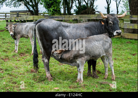 Tudanca Kuh Spanferkel Kalb, primitive Rinderrasse aus Kantabrien, Spanien Stockfoto