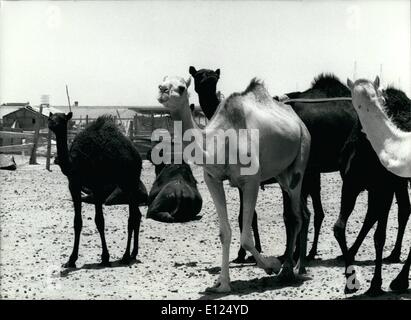 8. August 1986 - Riyadh - einige Dinge nie ändern: bis Int der dreißiger Jahre Kamele wurden die kostbarsten Schatz in Saudi Arabien Öl entdeckt wurde. Aber auch heute noch als das Land von einem der ärmsten Länder zu einem unermesslichen Reichtum gestiegen, Kamele noch ihre Rolle spielen. Direkt außerhalb der Stadt Riad sind sie zu verkaufen, gesammelt, als ob nie die Zeiten geändert hatten. Stockfoto