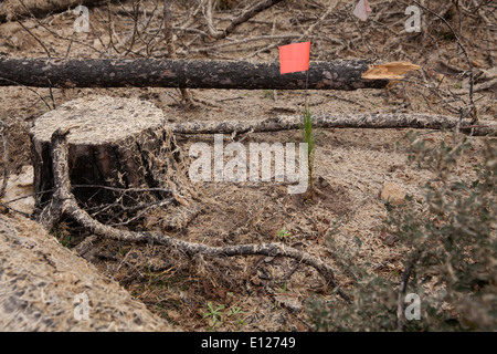 Loblolly Kiefer Setzling gepflanzt von Studenten freiwillige als nächstes Pinie verbrannt während Waldbrand in Bastrop TX 2012 stumpf Stockfoto