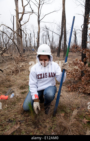 College-Student beteiligt sich an "Aggie bepflanzen" anhaltenden Bemühungen, Loblolly Kiefernwälder verwüstet durch Waldbrände im Jahr 2012 zu bepflanzen Stockfoto