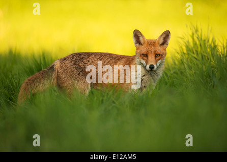Roter Hund Fuchs (Vulpes Vulpes) Stockfoto