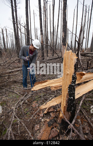 College-Student beteiligt sich an "Aggie bepflanzen" anhaltenden Bemühungen, Loblolly Kiefernwälder verwüstet durch Waldbrände im Jahr 2012 zu bepflanzen Stockfoto