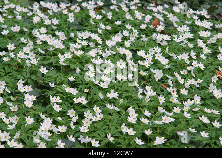 Holz-Anemone Nemorosa weißer Frühlingsblumen Stockfoto