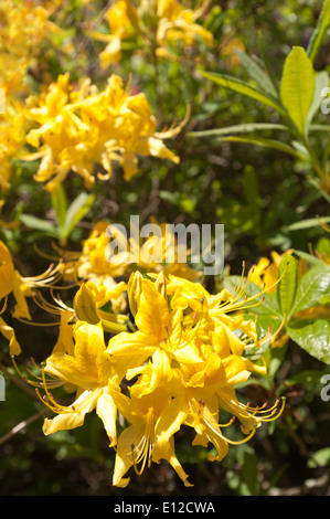 Reichliche Massen von zarten Blüten der hellen gelben Senf farbigen Rhododendron blüht ein Zeichen des Frühlings Stockfoto