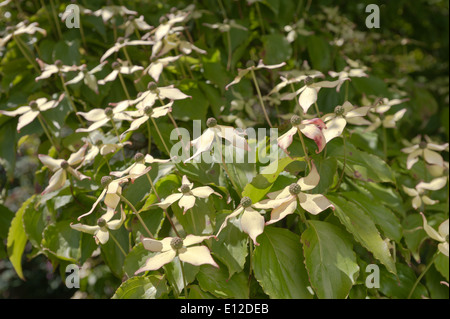 äußerst ungewöhnlich Clematis wie Blumen Kousa Hartriegel Baum zeigt ungewöhnliche Beere wie grüne Himbeere zu entwickeln Stockfoto