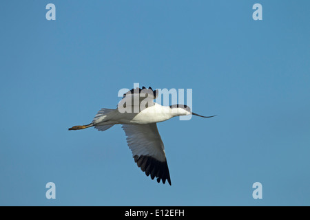 Avocet Recurvirostra Avocetta im Flug im Cley Nature Reserve Norfolk Stockfoto