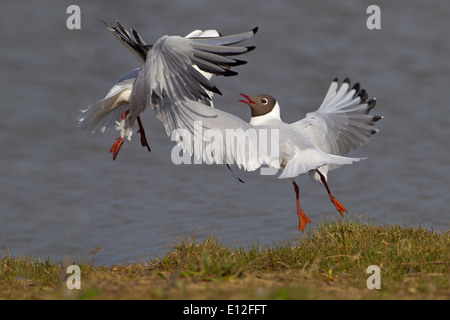 Schwarze Spitze Möwen Larus Ridibundus nisten Territorium streiten Stockfoto