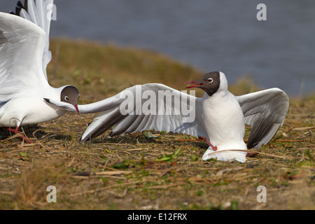 Schwarze Spitze Möwen Larus Ridibundus nisten Territorium streiten Stockfoto