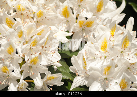 Reichliche Massen von zarten großen Blüte blass Creme weiße und gelbe Laub Azalea Blumen gegen sonnigen blauen Himmel Stockfoto