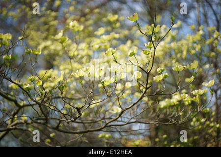 Hartriegel Frühling Blüte Cornus florida Stockfoto