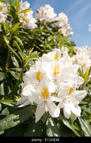 Reichliche Massen von zarten großen Blüte blass Creme weiße und gelbe Laub Azalea Blumen gegen sonnigen blauen Himmel Stockfoto