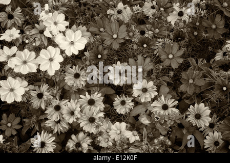 Gemischten Blumen. Vail, Colorado Stockfoto