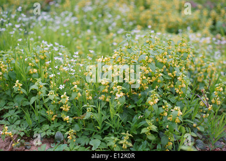 Lamium Galeobdolon gelbe Erzengel Artillerie Aluminiumwerk Stockfoto