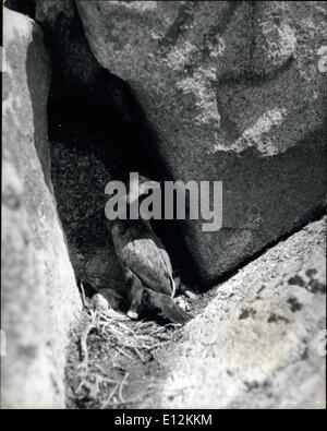 24. Februar 2012 - Aufseher der Lundy Island; Wieder zu Hause. Der junge Shag ist zurück in sein gemütliches Nest wieder zwischen den Felsen, sein Bein ist beringt, Miss Whitaker, seine zukünftigen Bewegungen folgen können. Stockfoto