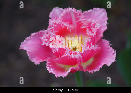 Rosa Tulpe mit gezackten Blütenblatt Felgen hautnah Stockfoto