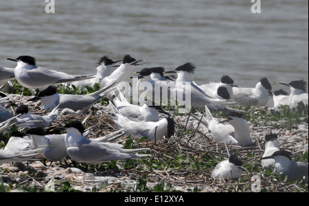 Brandseeschwalben (Sterna Sandvicensis) in Zucht Gefieder in einem Schindel Insel Nistplatz. Stockfoto