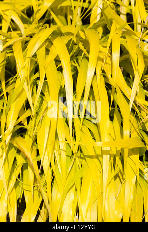 Leuchtend goldene Blätter der japanischen Wald Gras, Hakonechloa Macra 'Gold' Stockfoto