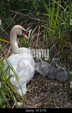 Höckerschwäne (Cygnus Olor). Erwachsenes Weibchen oder Stift mit vier acht Tage alten Cygnets. Bankside eine Entwässerung Deich. Hickling. Broadland Stockfoto