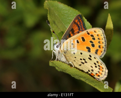 Detaillierte Makro Bild der weiblichen rußigen Kupfer Schmetterling (Lycaena Tityrus) Stockfoto