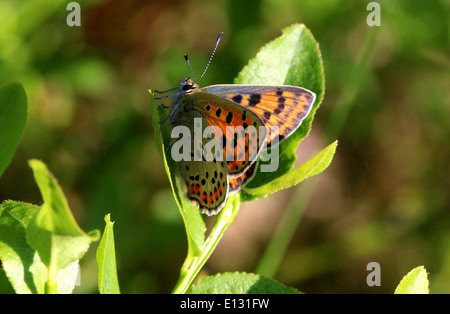 Detaillierte Makro Bild der weiblichen rußigen Kupfer Schmetterling (Lycaena Tityrus) Stockfoto