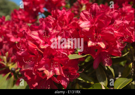 Helles Feuer Flamme crimson blutrot Geißblatt Typ Blüten des Rhododendron buschiger Strauch Stockfoto