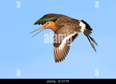 Uferschnepfe (Limosa Limosa) während des Fluges im Nahbereich, rief in alarm Stockfoto